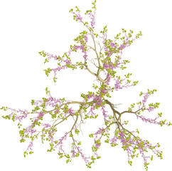 Top view of Chinese Redbud Tree - Cercis Chinensis