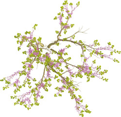 Top view of Chinese Redbud Tree - Cercis Chinensis