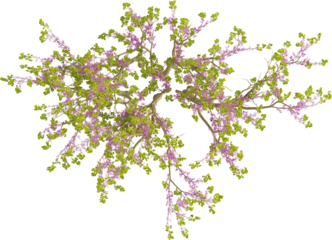 Top view of Chinese Redbud Tree - Cercis Chinensis