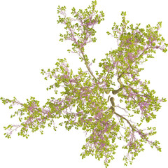 Top view of Chinese Redbud Tree - Cercis Chinensis