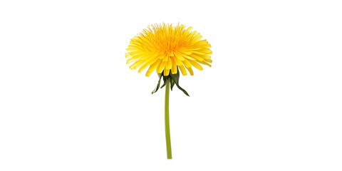dandelion isolated on white background