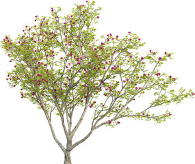 Side view of Magnolia Tree - Magnolia Liliiflora