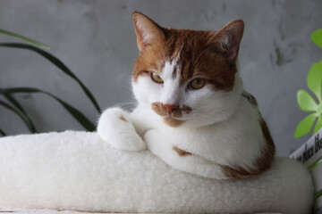 A ginger and white cat sitting in a bed with paws tucked, looking at the camera.