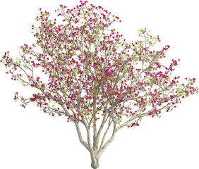 Side view of Magnolia Tree - Magnolia Liliiflora