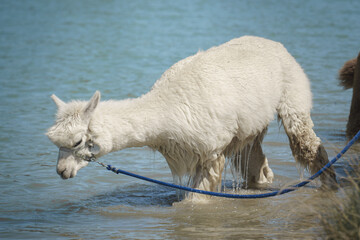 A white alpaca on a leash enjoys a refreshing bath in the water during a walk on a hot...