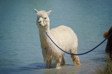 A white alpaca on a leash enjoys a refreshing bath in the water during a walk on a hot...