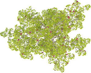 Top view of Magnolia Tree - Magnolia Liliiflora