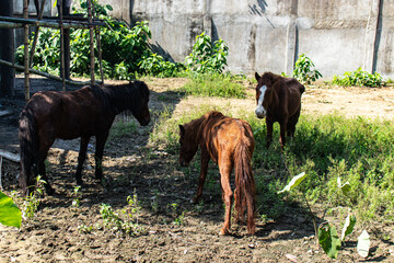 A few zoo horses standing under the sunlight