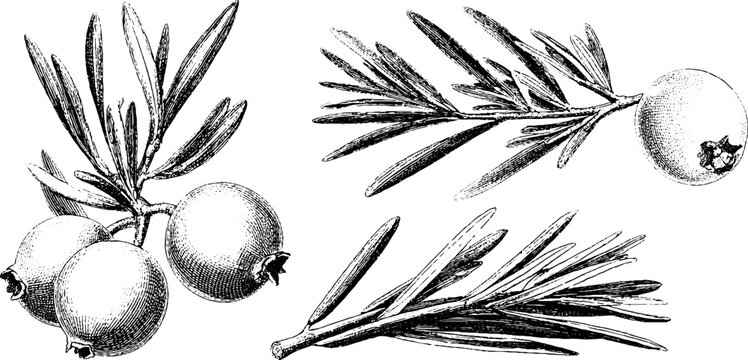 Vintage engraved juniper berry cluster botanical art for print or poster