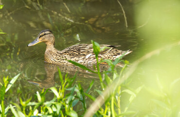 female mallard swimming in pond, 
brown duck swimming between grasses and bushes, duck between leaves of bushes, mallard reflection