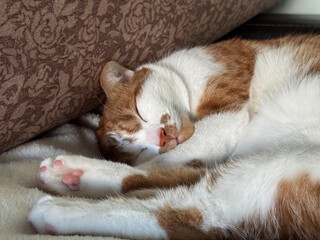 A ginger and white cat sleeping on its side with paws stretched out.