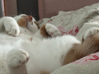 A ginger and white cat sleeping on its back with legs spread. Close-up.