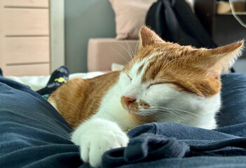 A ginger and white cat sleeping on its stomach, stretching a paw forward. Sleeps on its owner. Close-up.