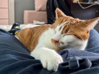 A ginger and white cat sleeping on its stomach, stretching a paw forward. Sleeps on its owner.