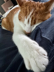 A ginger and white cat sleeping on its stomach, stretching a paw forward.