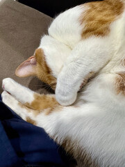 A ginger and white cat sleeping curled up in a ball. Close-up.