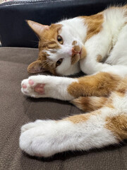 A ginger and white cat lying on its side and looking at the camera.