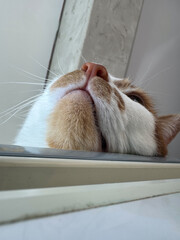 A sleepy, thoughtful face of a ginger and white cat. Close-up.