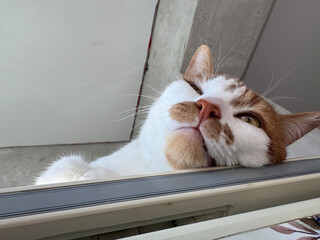 A sleepy, thoughtful face of a ginger and white cat.