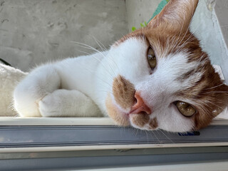 The cat is lying on its side with a thoughtful look. The cat is ginger with white patches. Close-up.