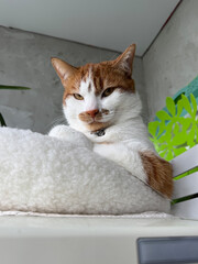A ginger and white cat sitting in a bed with a thoughtful expression. A ginger and white cat.