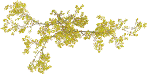 Top view of wild Apple Tree - Malus Micromalus