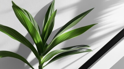 Vibrant green leaves of a houseplant against a light background.