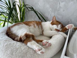 A ginger and white cat sleeping in a pet bed.