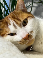 Head of a ginger and white cat looking at the camera while lying down and resting. Close-up.