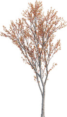 Side view of Plum Tree - Prunus Cerasifera