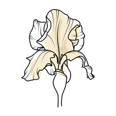 An iris flower on a white background. An object for creating a design. Vector illustration.
