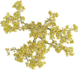 Top view of wild Apple Tree - Malus Micromalus