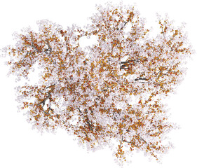 Top view of Plum Tree - Prunus Cerasifera