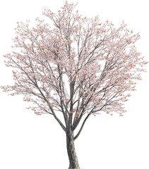 Obraz premium Side view of Plum Tree - Prunus Cerasifera