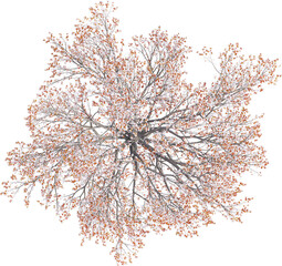 Top view of Plum Tree - Prunus Cerasifera