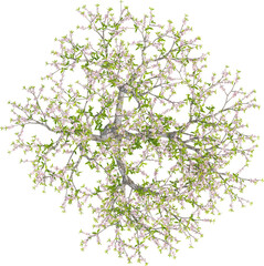 Top view of Peach Tree - Prunus Persica