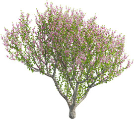 Side view of Peach Tree - Prunus Persica