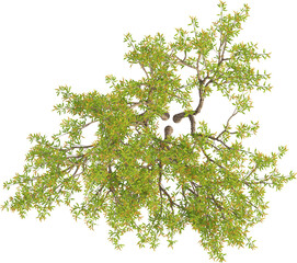 Top view of Pomegranate Tree - Punica Granatum