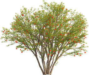 Side view of Pomegranate Tree - Punica Granatum