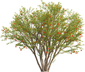 Side view of Pomegranate Tree - Punica Granatum