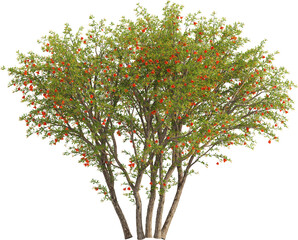 Side view of Pomegranate Tree - Punica Granatum