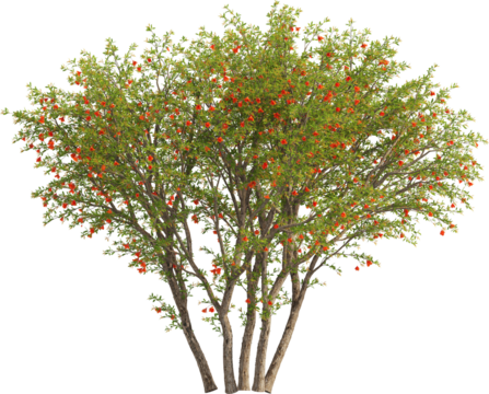 Side view of Pomegranate Tree - Punica Granatum