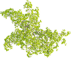 Top view of Pear Tree	- Pyrus Cordata