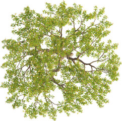 Top view of Pomegranate Tree - Punica Granatum