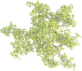 Top view of Pear Tree	- Pyrus Cordata
