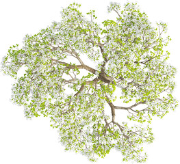 Top view of Pear Tree	- Pyrus Cordata