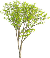 Obraz premium Side view of Pear Tree - Pyrus Cordata