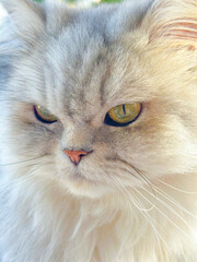 Portrait of a light-colored British Longhair cat with yellow eyes 


