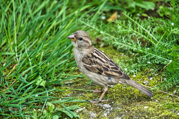 Close-Up of a Female House Sparrow Standing on Mossy Ground in Nature