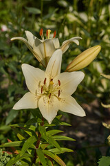 Lily (lat. Lilium) blooms in the garden. Lily - the genus of plants of the family of Lily (Liliaceae).